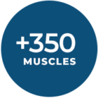 350_muscles