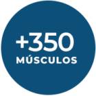 350_muscles_es