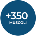350_muscles_it