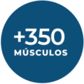 350_muscles_pt