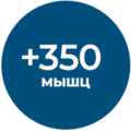 350_muscles_ru