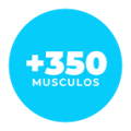 30-musculos