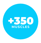 350-muscles